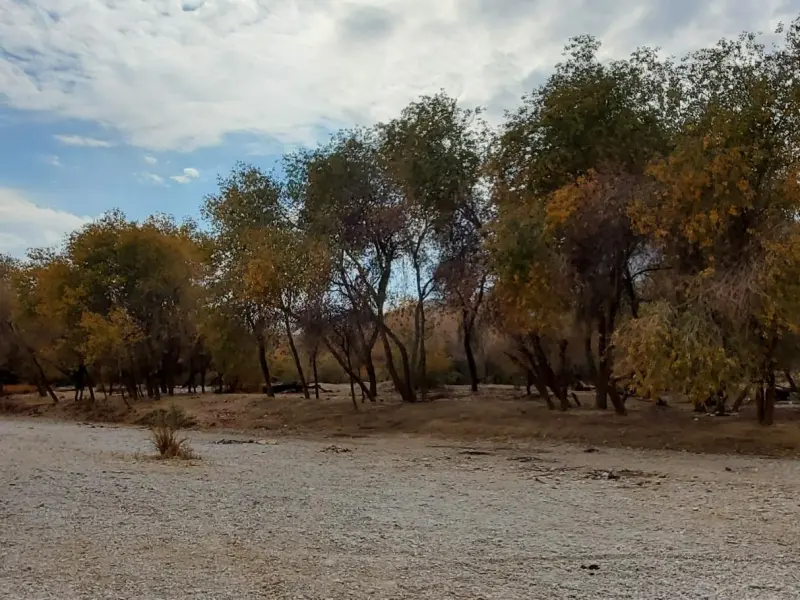 جنگل گلوبردکان - تصویر 4