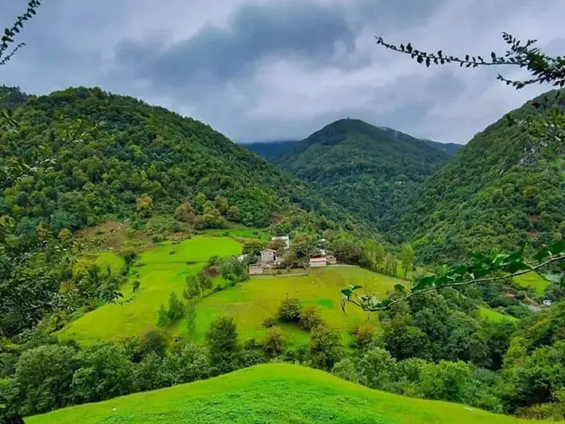 جنگل گیسوم - تصویر 1