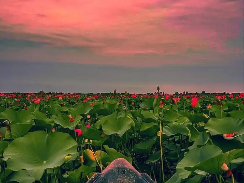 تالاب انزلی - تصویر 6