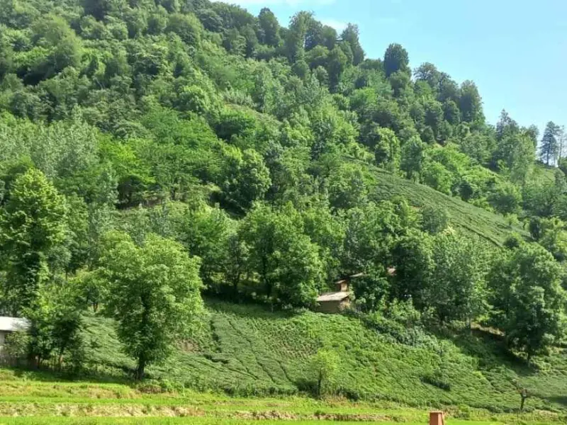 روستای فوشه - تصویر 4