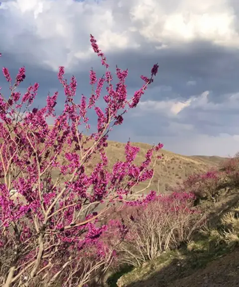 دره ارغوان دامچه، خراسان رضوی
