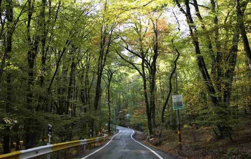 جنگل توسکستان - تصویر 2