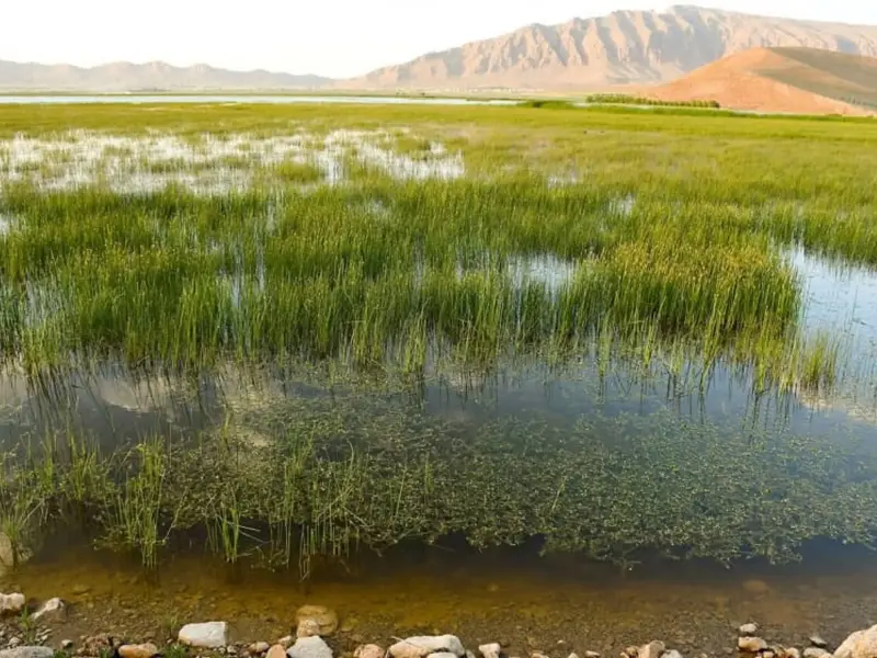 تالاب شورگل - تصویر 2