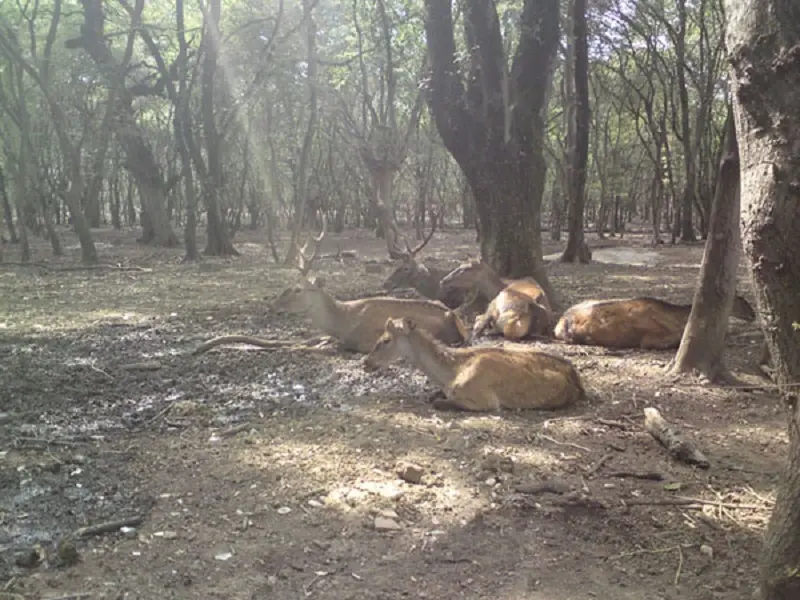 پناهگاه حیات‌وحش سمسکنده - تصویر 7