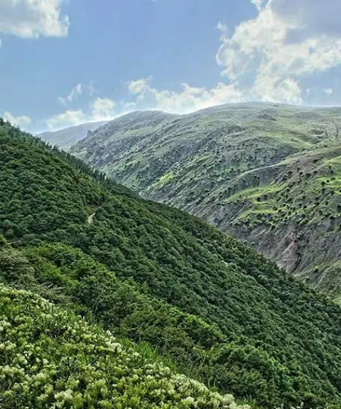 جنگل حاتم مشه سی، اردبیل