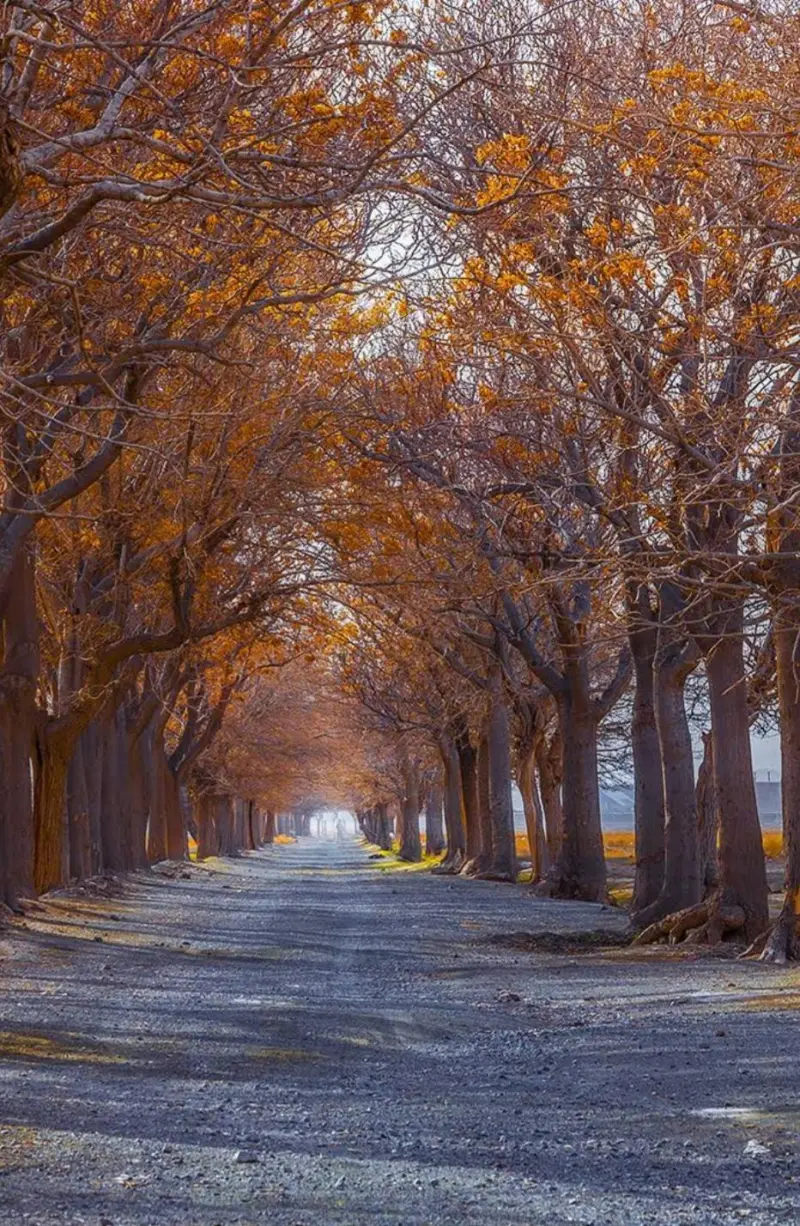باغ شوکت آباد - تصویر 10