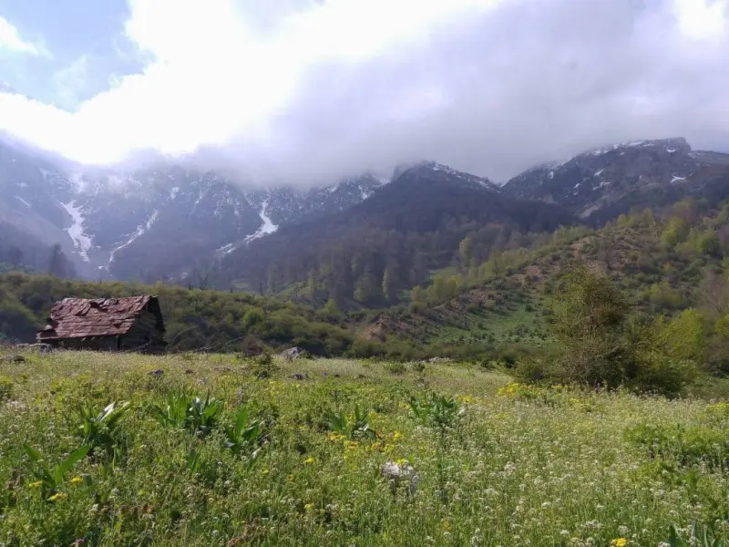 جنگل اندبیل - تصویر 1