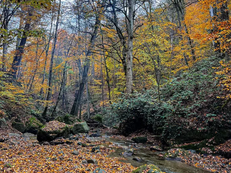 جنگل کلاریجان - تصویر 3
