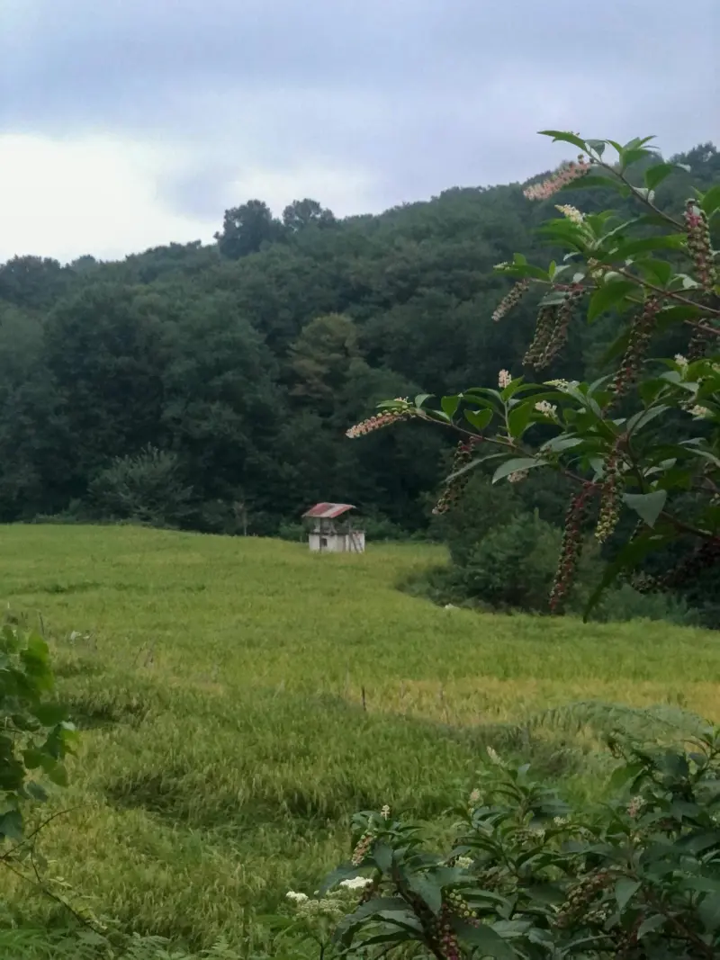 جنگل ارزفون - تصویر 7