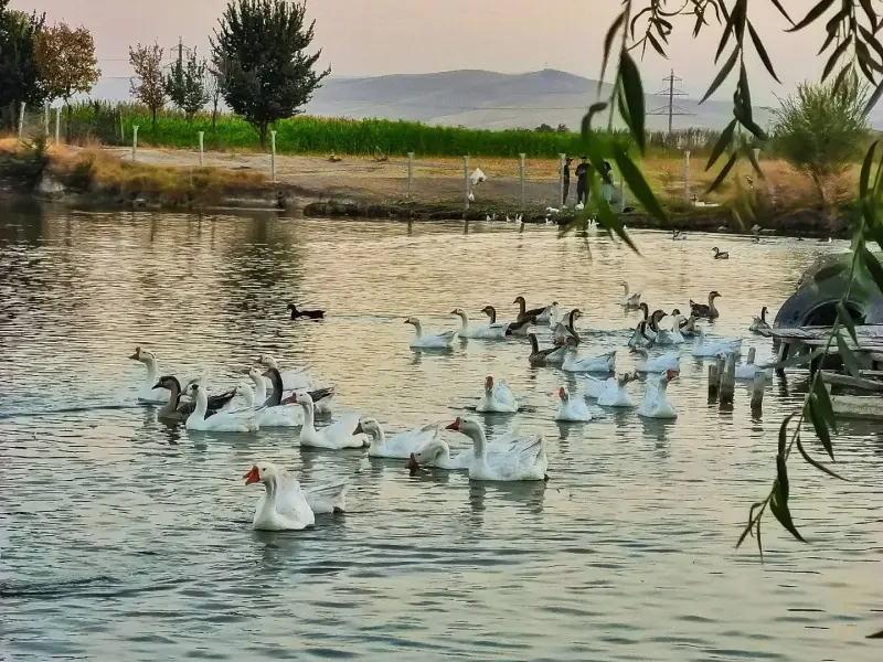 تالاب گلمرز