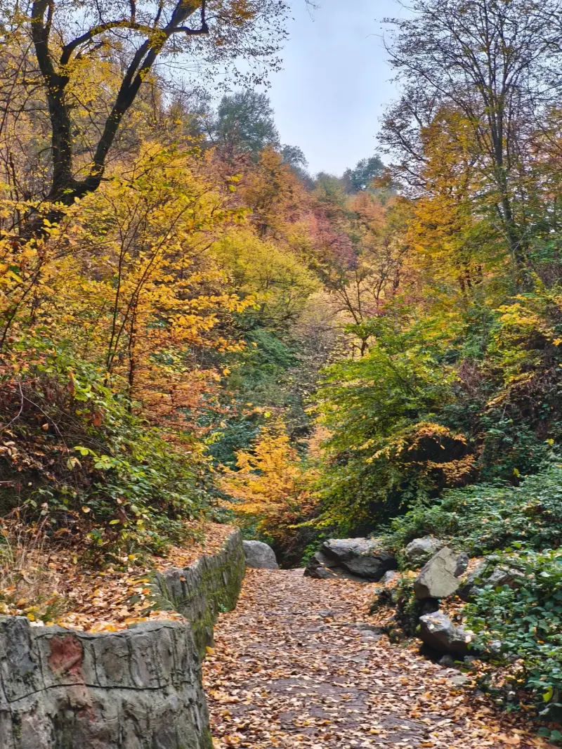 جنگل کبودوال - تصویر 1