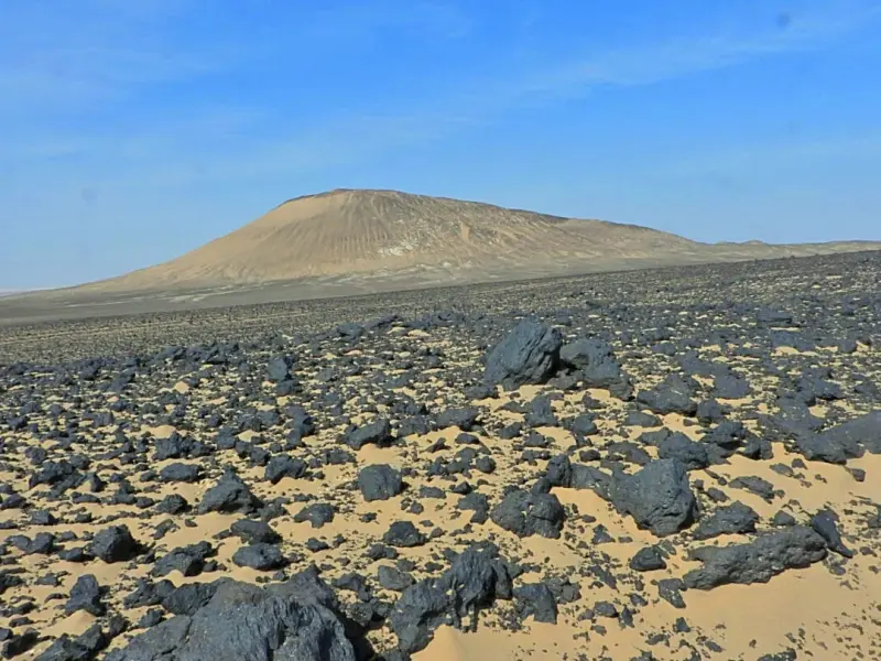 گندم بریان