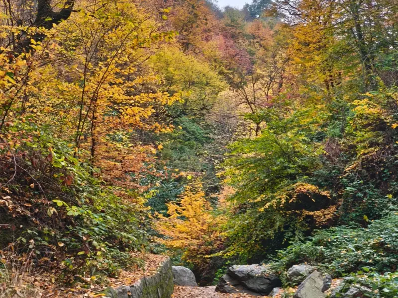 جنگل کبودوال - تصویر 1