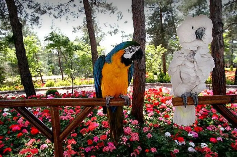 باغ پرندگان - تصویر 6