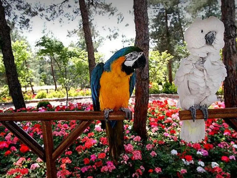 باغ پرندگان - تصویر 6