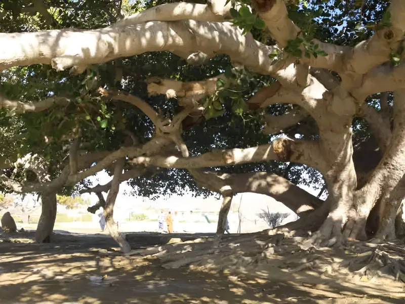 درخت مکرزن