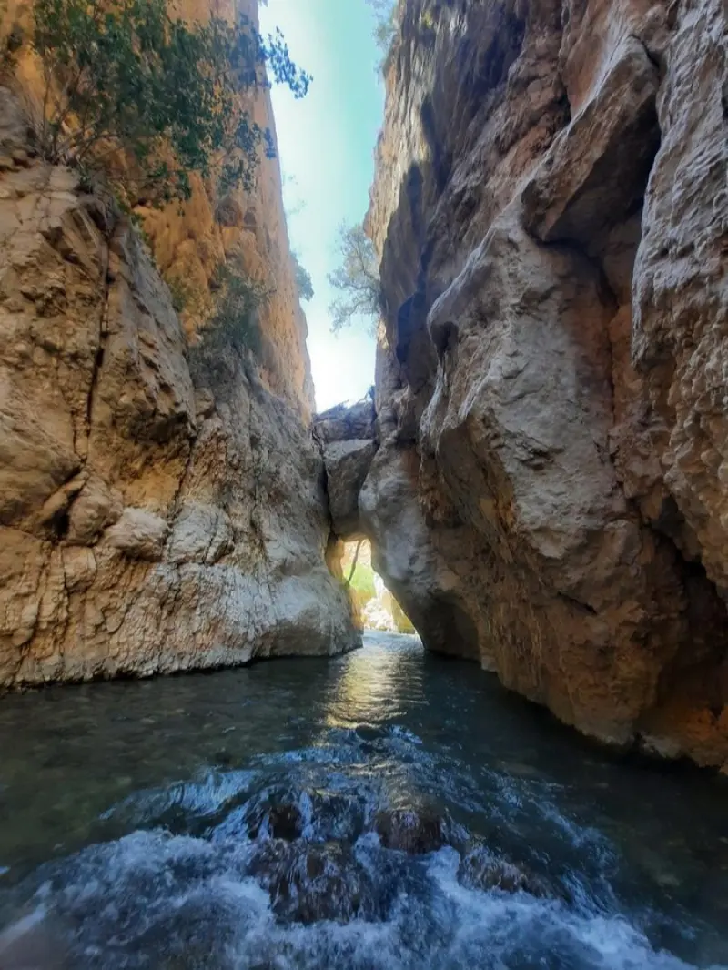 تنگ دم اسب - تصویر 4