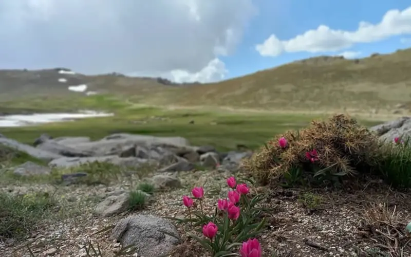 تخت نادر - تصویر 3