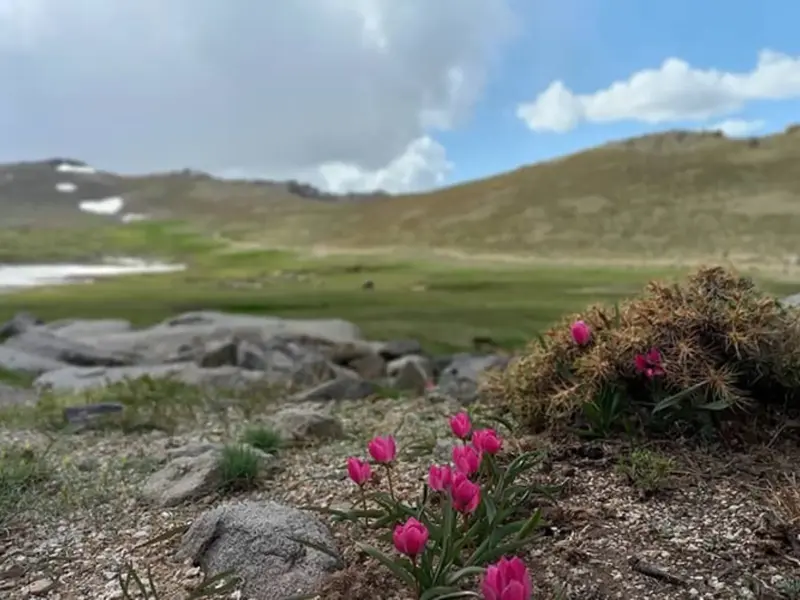 تخت نادر - تصویر 3