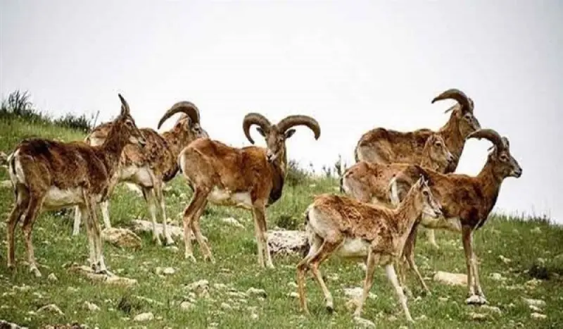 پارک ملی کنتال - تصویر 5
