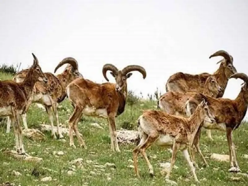 پارک ملی کنتال - تصویر 5