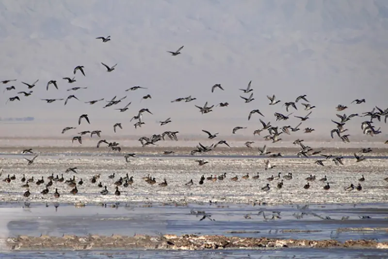 تالاب کجی نمکزار - تصویر 5