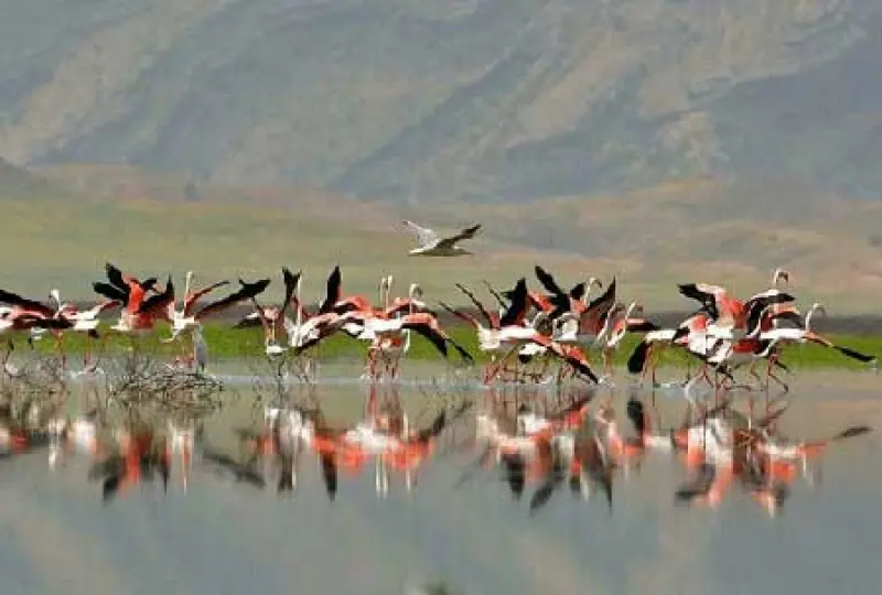 تالاب کمجان - تصویر 2
