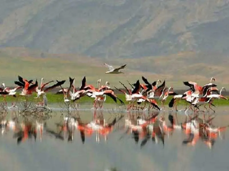 تالاب کمجان - تصویر 2