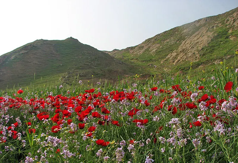 دشت لالی - تصویر 8