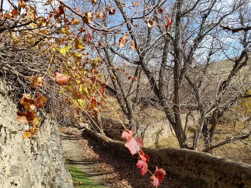 روستای طایمه - تصویر 5