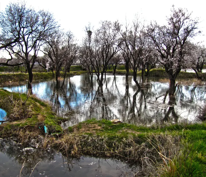 باغستان سنتی قزوین - تصویر 5