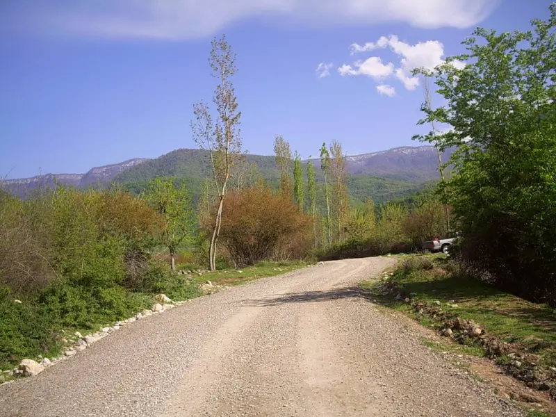 جنگل‌ نیلبرگ - تصویر 4