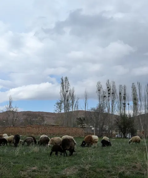 روستای ورچه، مرکزی