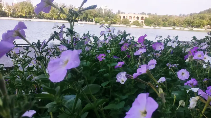 باغ ائل گلی - تصویر 14