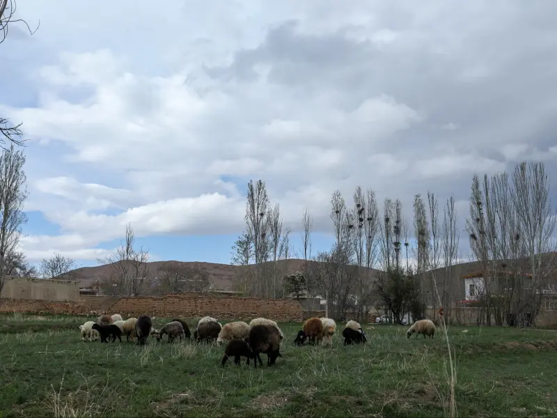 روستای ورچه