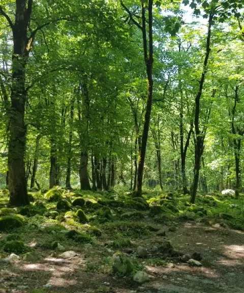 جنگل زوات، مازندران