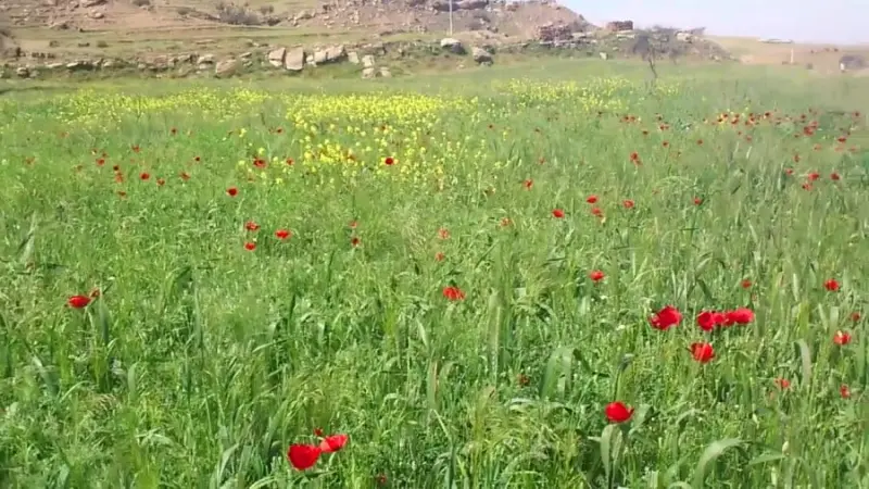 دشت لالی - تصویر 6