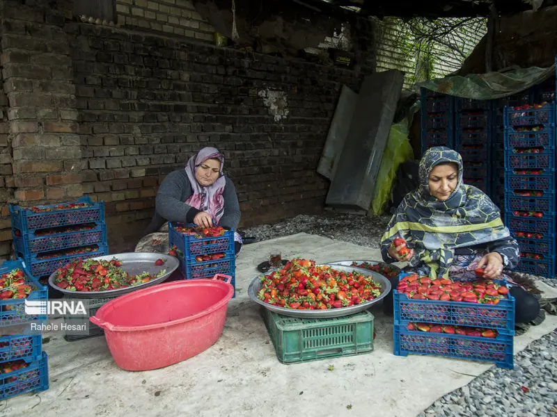 روستای شفیع آباد - تصویر 7