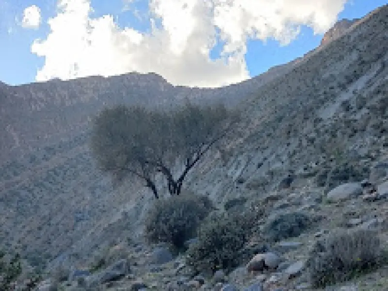 تنگ جزین - تصویر 2