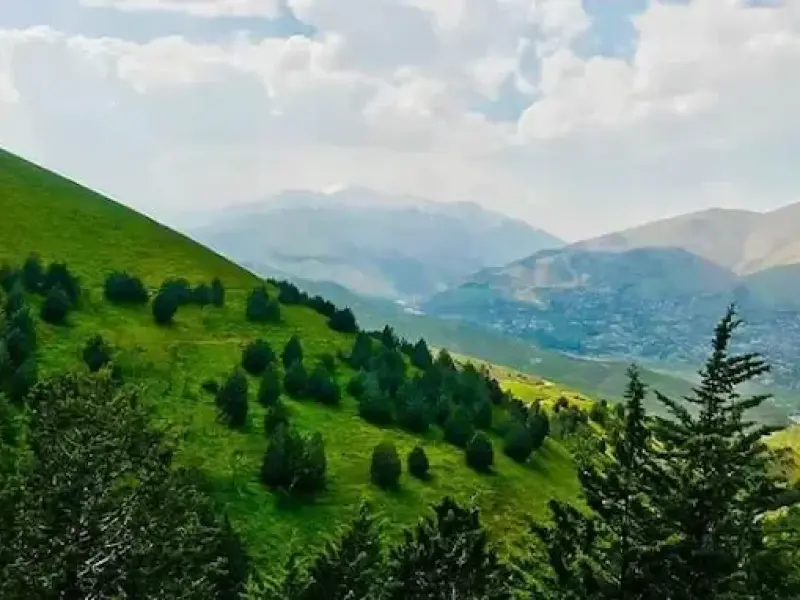 جنگل بونده