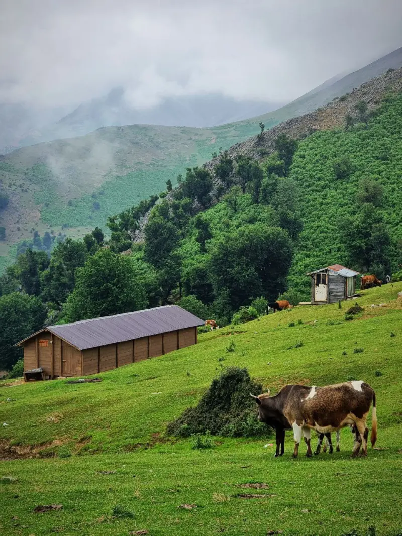 ییلاقات شاندرمن - تصویر 5