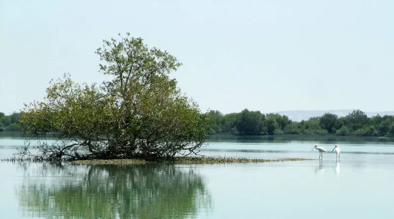 جنگل حرا - تصویر 1