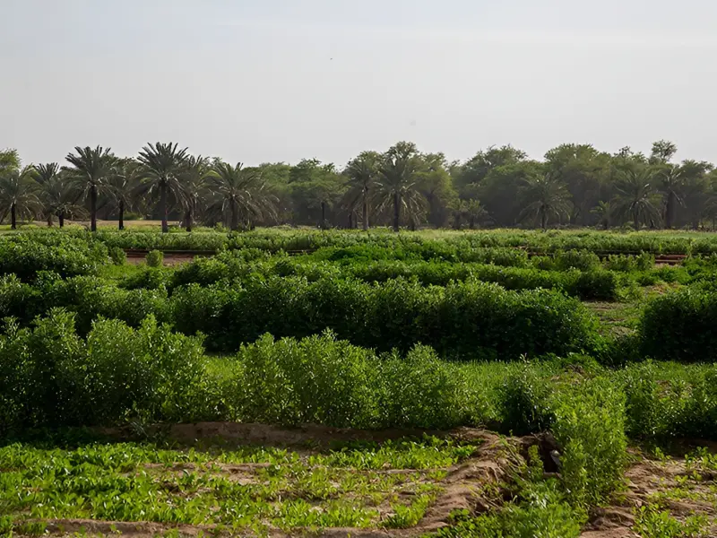 روستای غزاویه کوچک