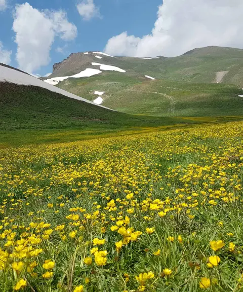 دشت ارشد چمن، آذربایجان شرقی