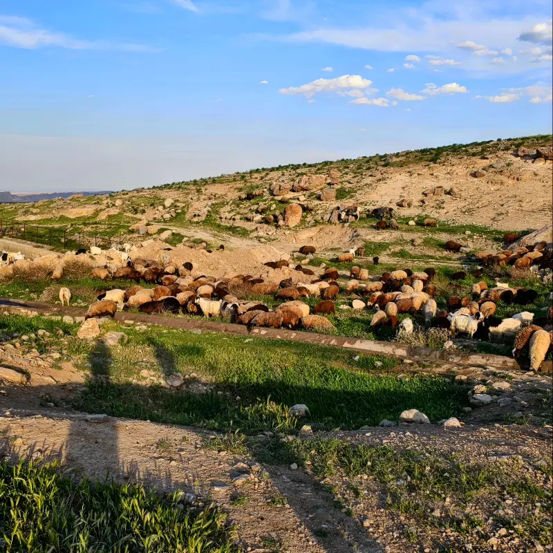 روستای بزنگان - تصویر 3