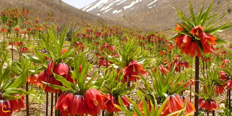 دشت لاله‌های واژگون دره بید - تصویر 4