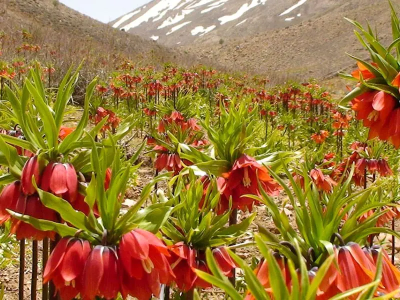 دشت لاله‌های واژگون دره بید - تصویر 4