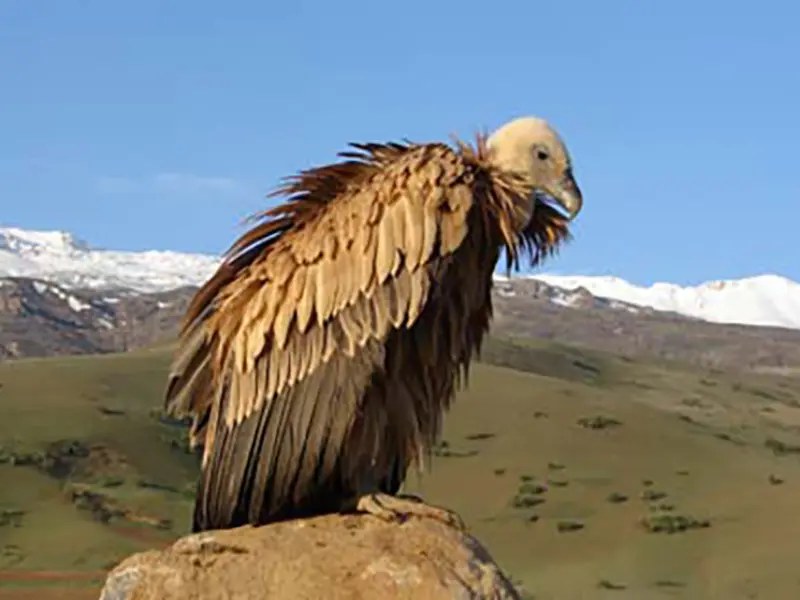 منطقه حفاظت‌شده اشترانکوه - تصویر 8