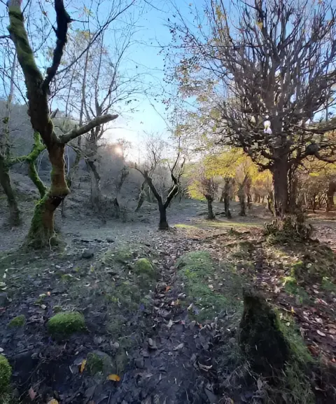پارک جنگلی شصتن رود، گیلان