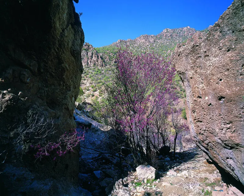 تنگه ارغوان - تصویر 1